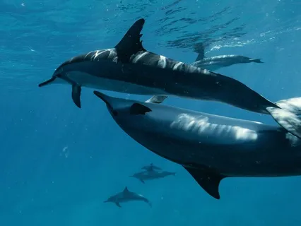 Dance With The Dolphins