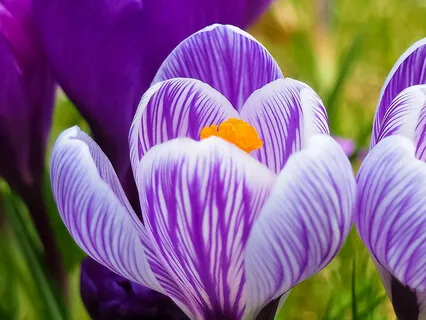 Dancing Inside A Flower