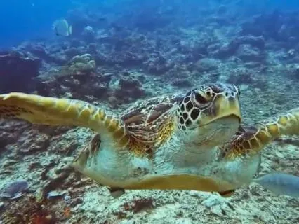 Dancing Tide: Flow & Focus Reset