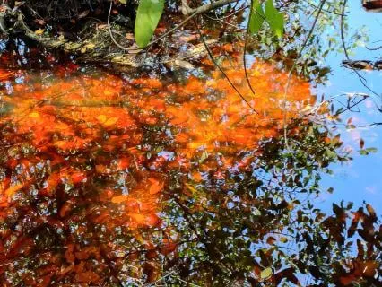 Dancing Water