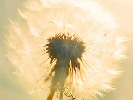 Dandelion Of Love Light Meditation