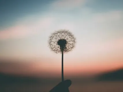 Dandelion Skies