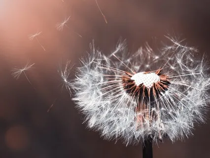 Dandelion - Spiritual Nature