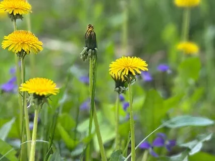 Dandelion
