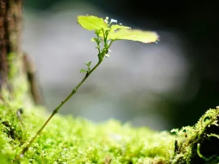 Daoist Breath Of Renewal