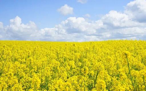 Dappled Sun On The Meadow