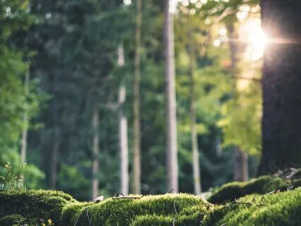 Dappled Sunlight Dreams