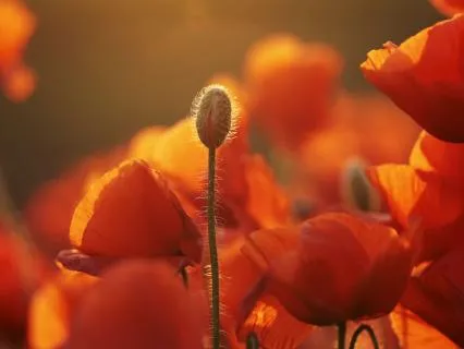 Dare To Ask: A Spoken Word Meditation