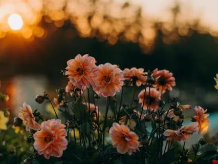 Dare To Be Delighted: A Blessing To Begin Your Day With