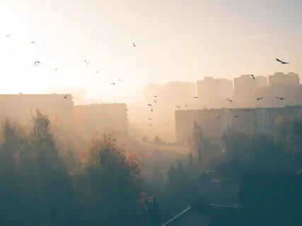 Dawn Chorus & Cosmic Harp