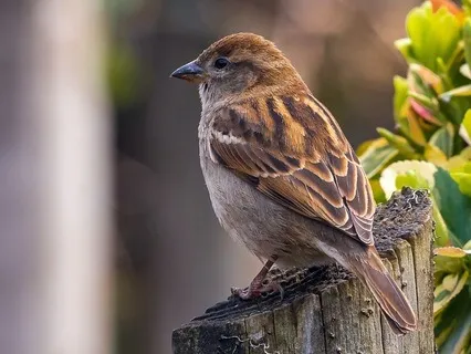 Dawn Chorus (Early Morning Bird Song)