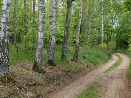 Dawn Chorus In A Dream Soundscape