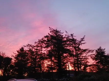 Dawn Chorus In Early Spring In Ireland