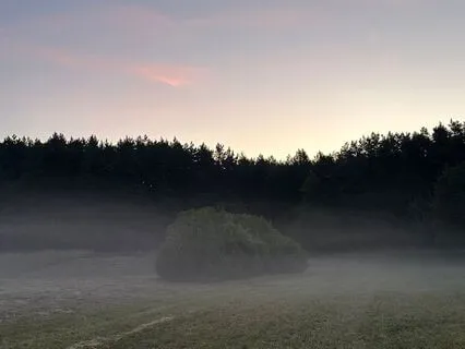 Dawn Chorus Soundscape For Relaxation