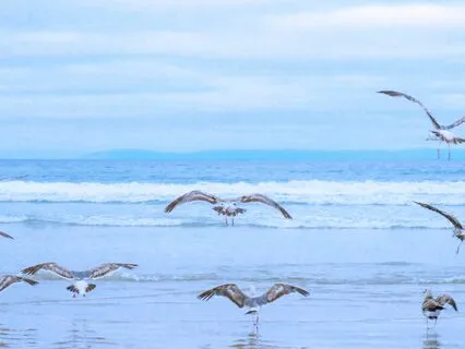 Dawn Delight: A 2-Hour Morning Symphony With Nature's Birds