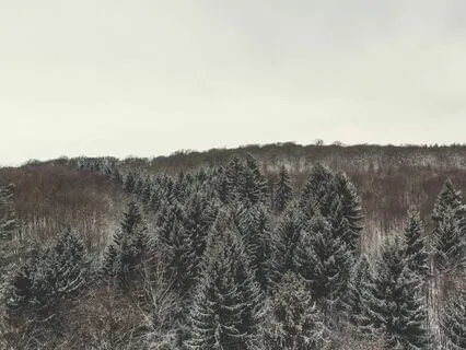 Dawn's Delight - Morning Serenade