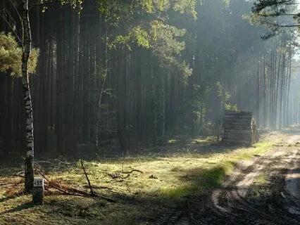 Dawn’s Whisper: Nature's Lullaby for Sleep