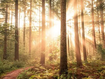 Dawn Chorus: A Sound Bath