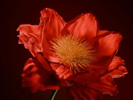 Day 01 - Root Chakra 396 Hz - Remove All Negative Blockages