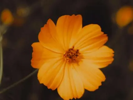 Day 02 - Sacral Chakra 417Hz - Remove All Negative Blockages