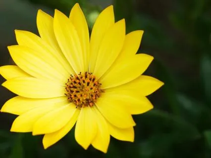 Day 03 - Solar Plexus Chakra 528Hz Remove Negative Blockages