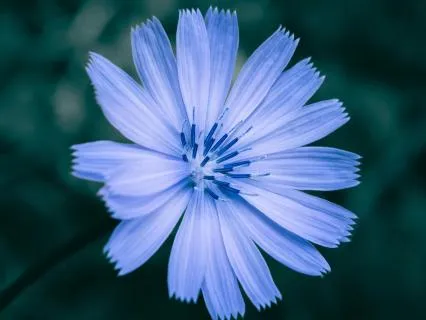 Day 05 - Throat Chakra 741Hz - Remove All Negative Blockages