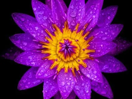 Day 07 - Crown Chakra 963Hz - Remove All Negative Blockages