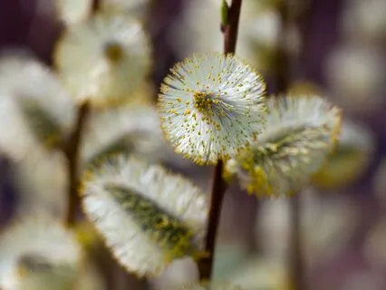Day 1 Inner Child Healing: Meeting Your Inner Child