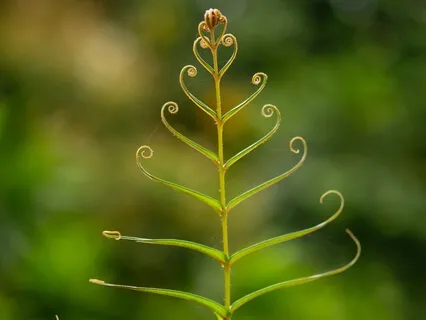 Day 1 Eco Challenge: Understanding Eco-Anxiety