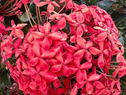 Day 1: Grounding Into Presence (Root Chakra – Muladhara)