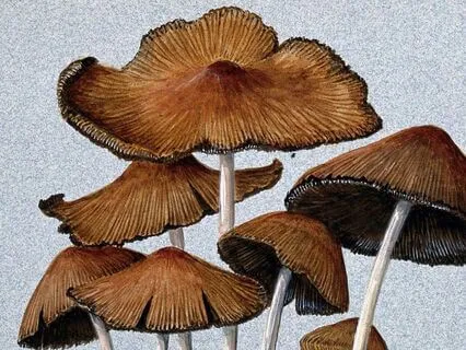 Day 1 - Grounding Through Mycelial Networks