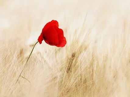 Day 1: Growth Through Gratitude - Turning Fear Into Love