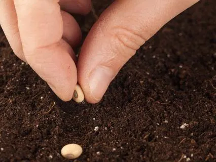 Day 1: The Seed- Trust The Darkness