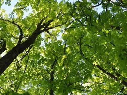 Day 10 - Humming Breaths