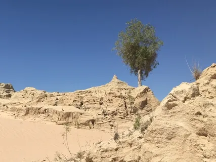 Day 10 - Slow- Daily 5 Minute Meditation