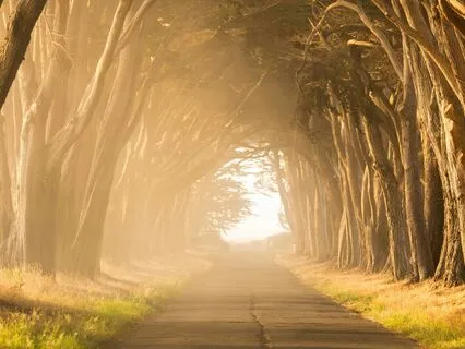 Day 12 Morning Meditation - There Is No Path To Presence