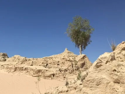 Day 14 - I Wish You Well - Daily 5 Minute Meditation