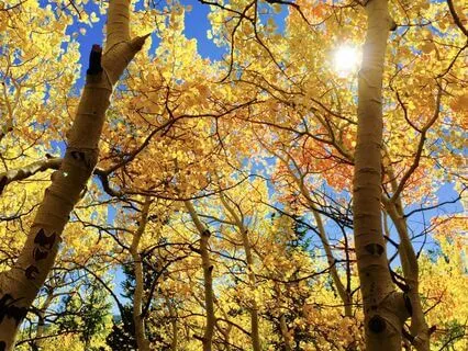 Day 16 - Trusteeship