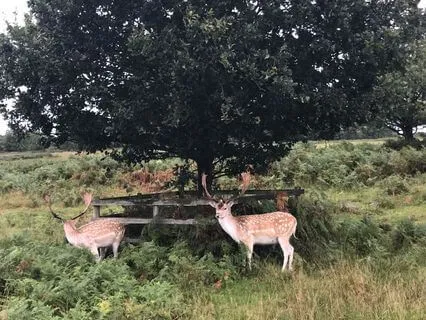 Day 17 Morning Meditation - Relax Into Presence