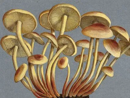 Day 2 - Deepening Connection Through Mycelial Awareness