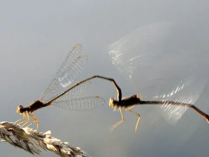 Day 4 Morning Meditation - Giving Up The Chase