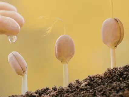 Day 2: The Sprout: Reach For Light