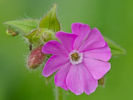 Day 28 - Rooted In Spirit - April 10