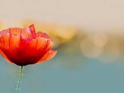 Day 3 Inner Child Healing: Exploring Childhood Experiences