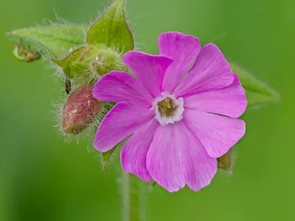 Day 30 - Bridging Pagan And Christian Paths - April 12