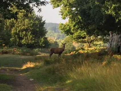 Day 33 Morning Meditation - Just Feel