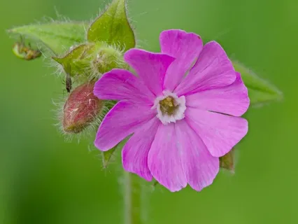 Day 36 - Free Or Safe - April 18