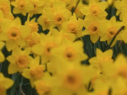 Day 38 Morning Meditation - Grandmother Mind