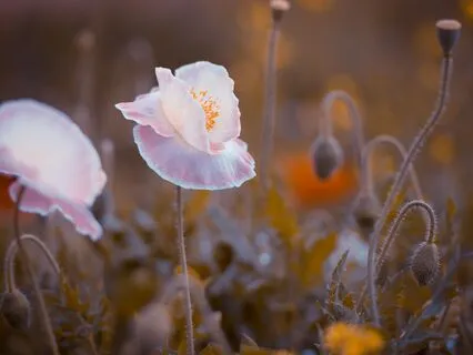 Day 4 Inner Child Healing: Creativity And Play