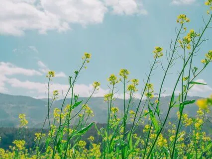 Day 4 - Breathe Light With Pacing 5 Counts In, 5 Counts Out